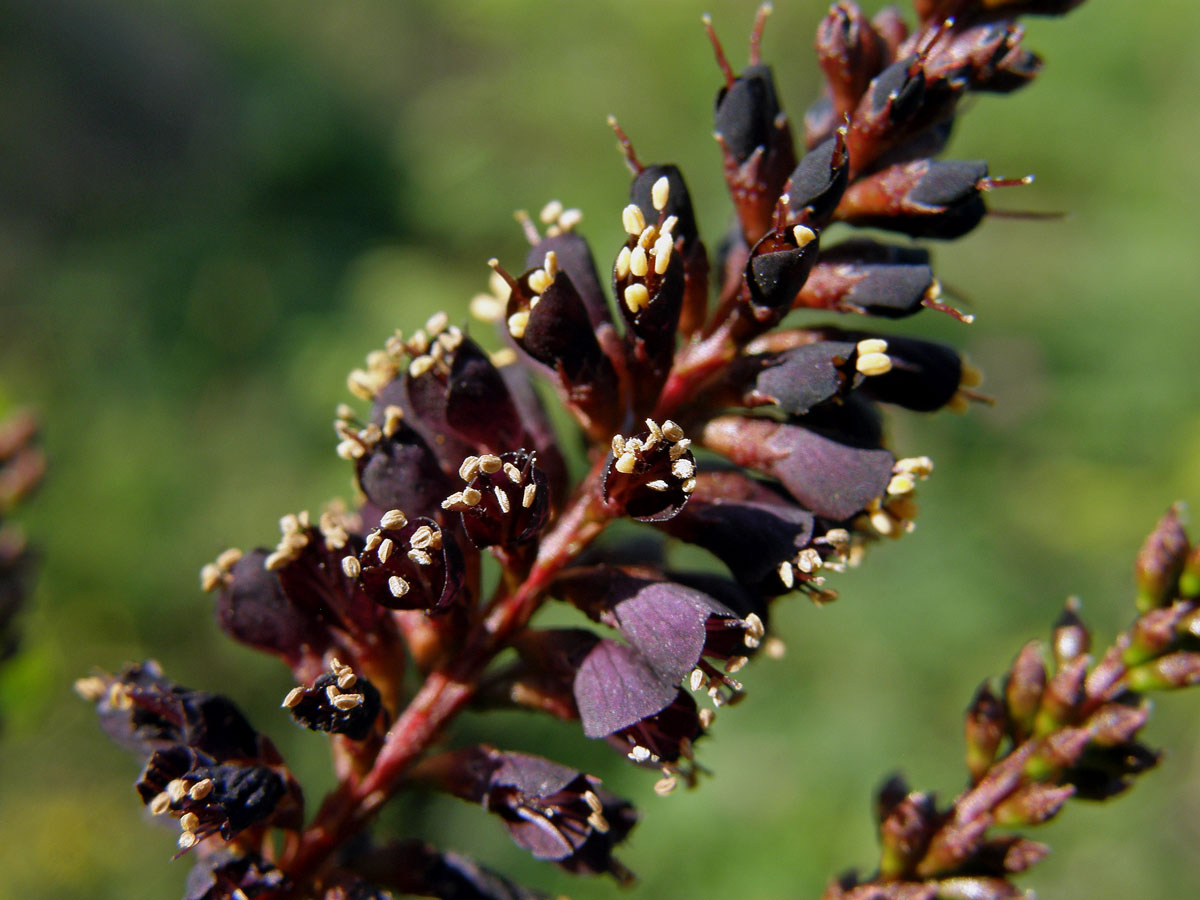 Netvařec křovitý (Amorpha fruticosa L.)