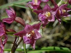 Kruštík tmavočervený (Epipactis atrorubens (Hoffm.) Besser)