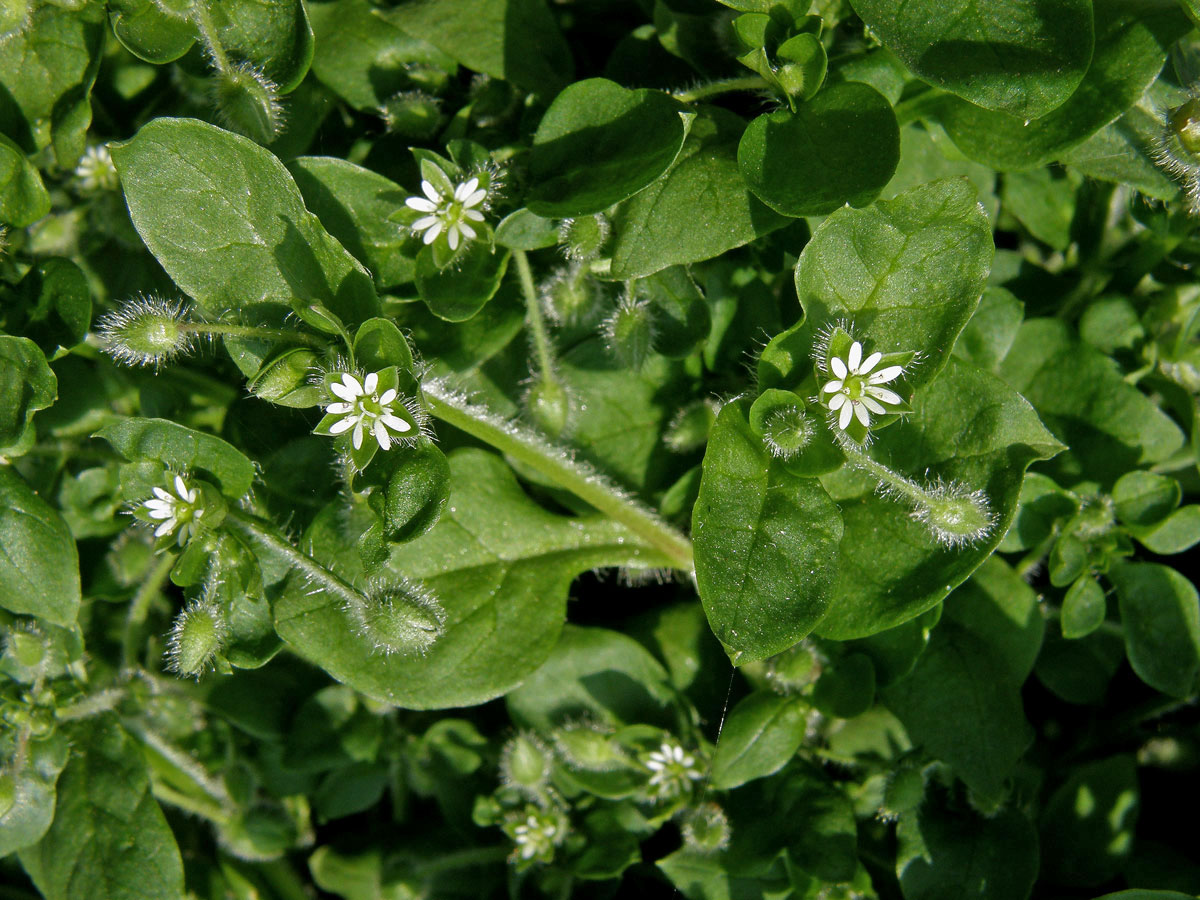 Ptačinec prostřední (žabinec) (Stellaria media (L.) Vill.)