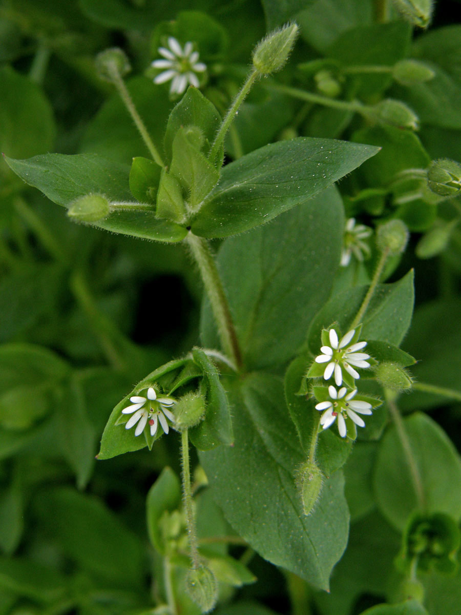 Ptačinec prostřední (žabinec) (Stellaria media (L.) Vill.)