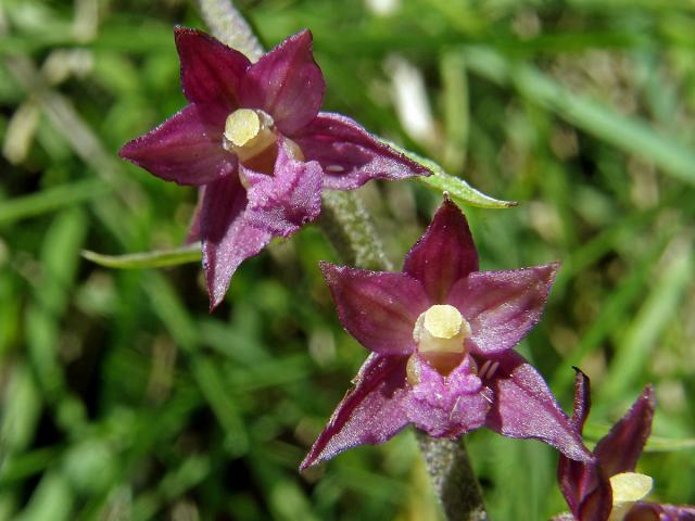 Kruštík tmavočervený (Epipactis atrorubens (Hoffm.) Besser)