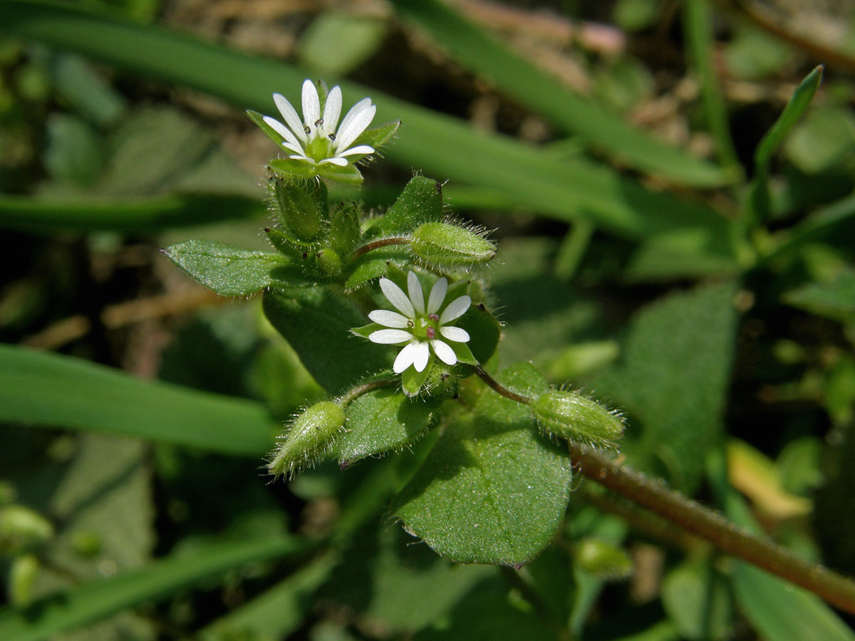 Ptačinec prostřední (žabinec) (Stellaria media (L.) Vill.)