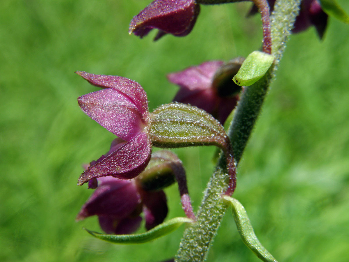 Kruštík tmavočervený (Epipactis atrorubens (Hoffm.) Besser)