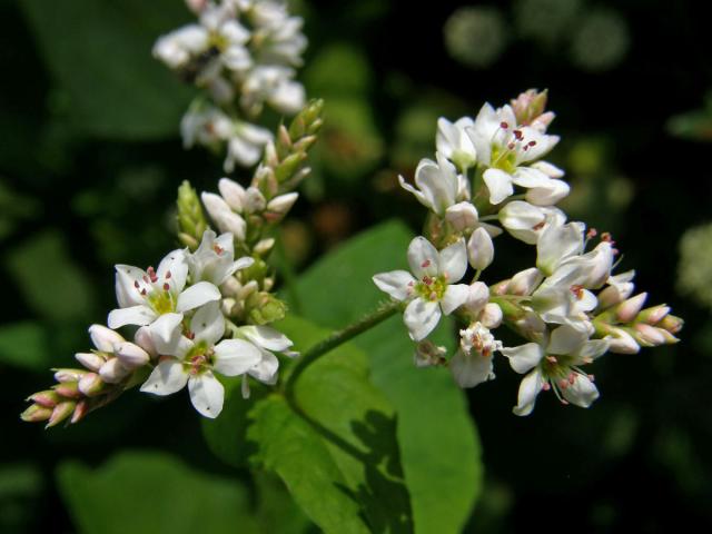 Pohanka tatarská (Fagopyrum tataricum (L.) Gaertn.)