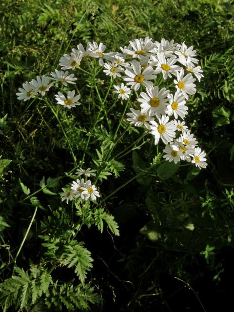 Řimbaba chocholičnatá (Pyrethrum corymbosum (L.) Scop.)