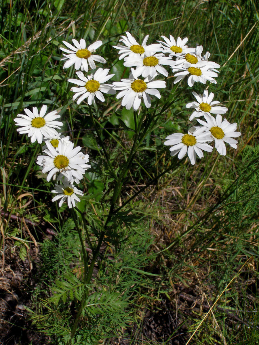 Řimbaba chocholičnatá (Pyrethrum corymbosum (L.) Scop.)