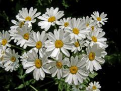 Řimbaba chocholičnatá (Pyrethrum corymbosum (L.) Scop.)