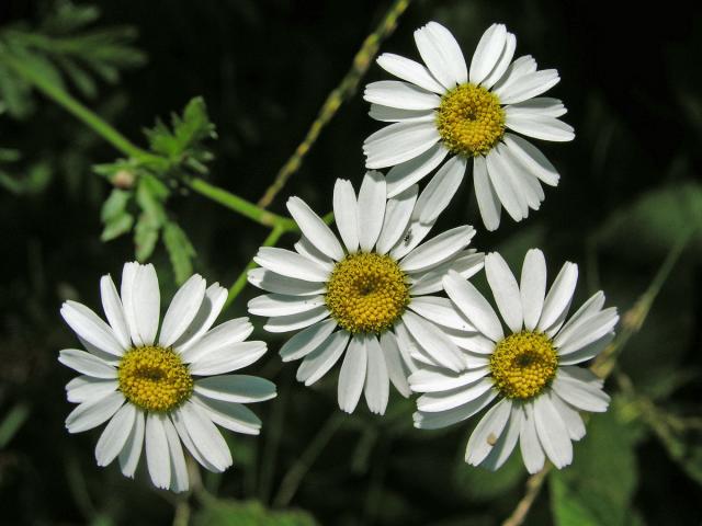 Řimbaba chocholičnatá (Pyrethrum corymbosum (L.) Scop.)