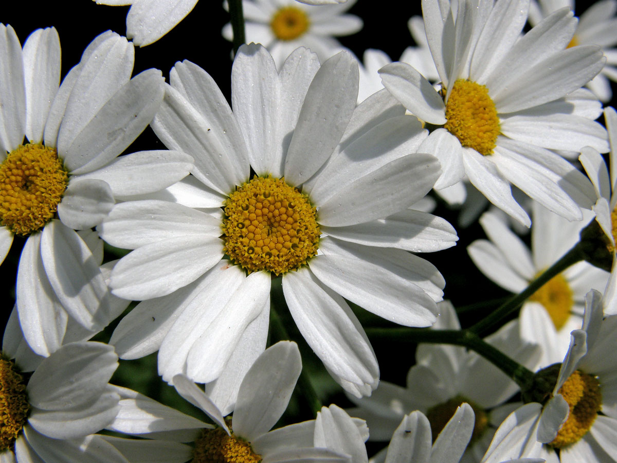 Řimbaba chocholičnatá (Pyrethrum corymbosum (L.) Scop.)