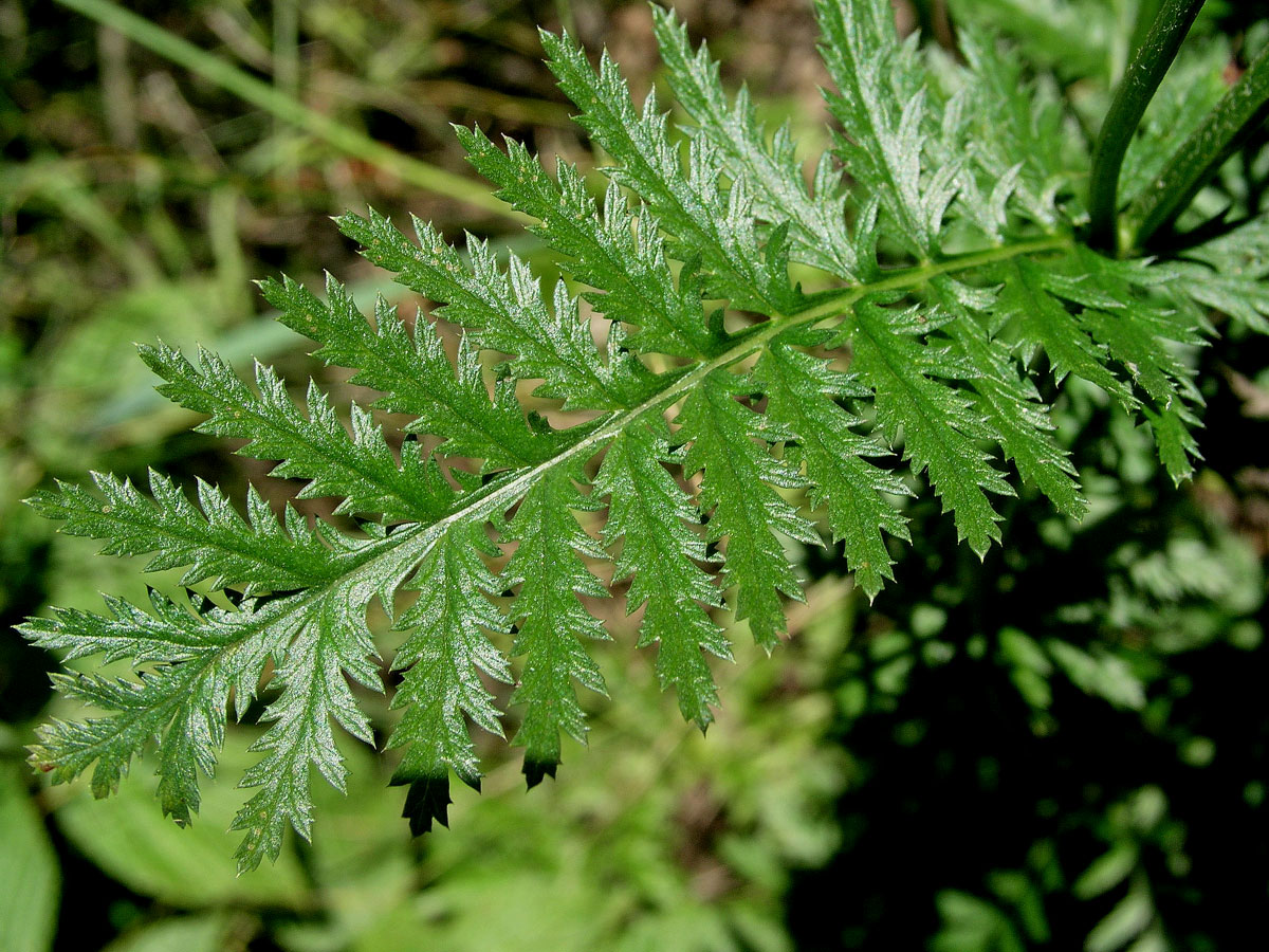 Řimbaba chocholičnatá (Pyrethrum corymbosum (L.) Scop.)