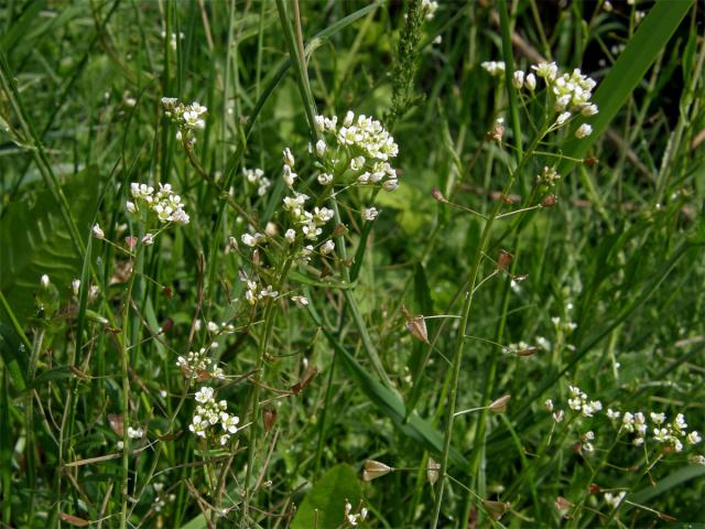 Kokoška pastuší tobolka (Capsella bursa-pastoris (L.) Med.)