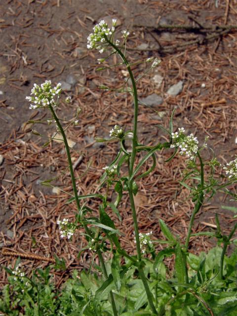 Kokoška pastuší tobolka (Capsella bursa-pastoris (L.) Med.)