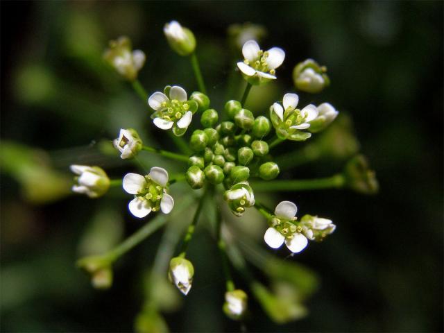 Kokoška pastuší tobolka (Capsella bursa-pastoris (L.) Med.)