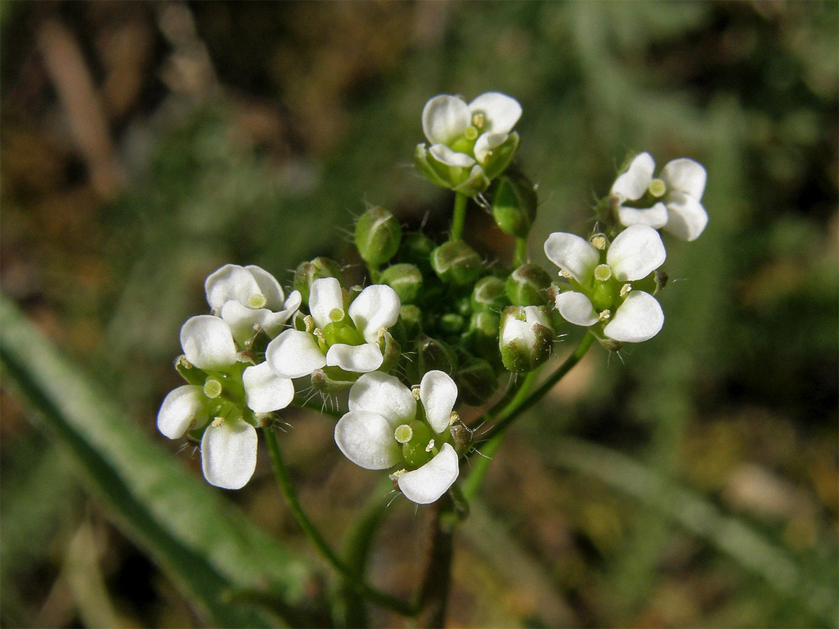 Kokoška pastuší tobolka (Capsella bursa-pastoris (L.) Med.)