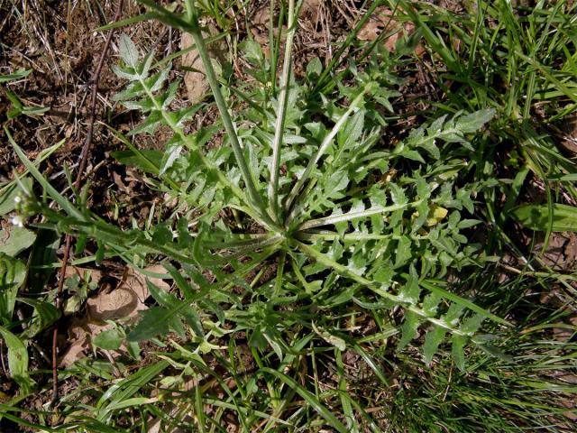 Kokoška pastuší tobolka (Capsella bursa-pastoris (L.) Med.)