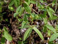 Pryšec sladký (Euphorbia dulcis L.)