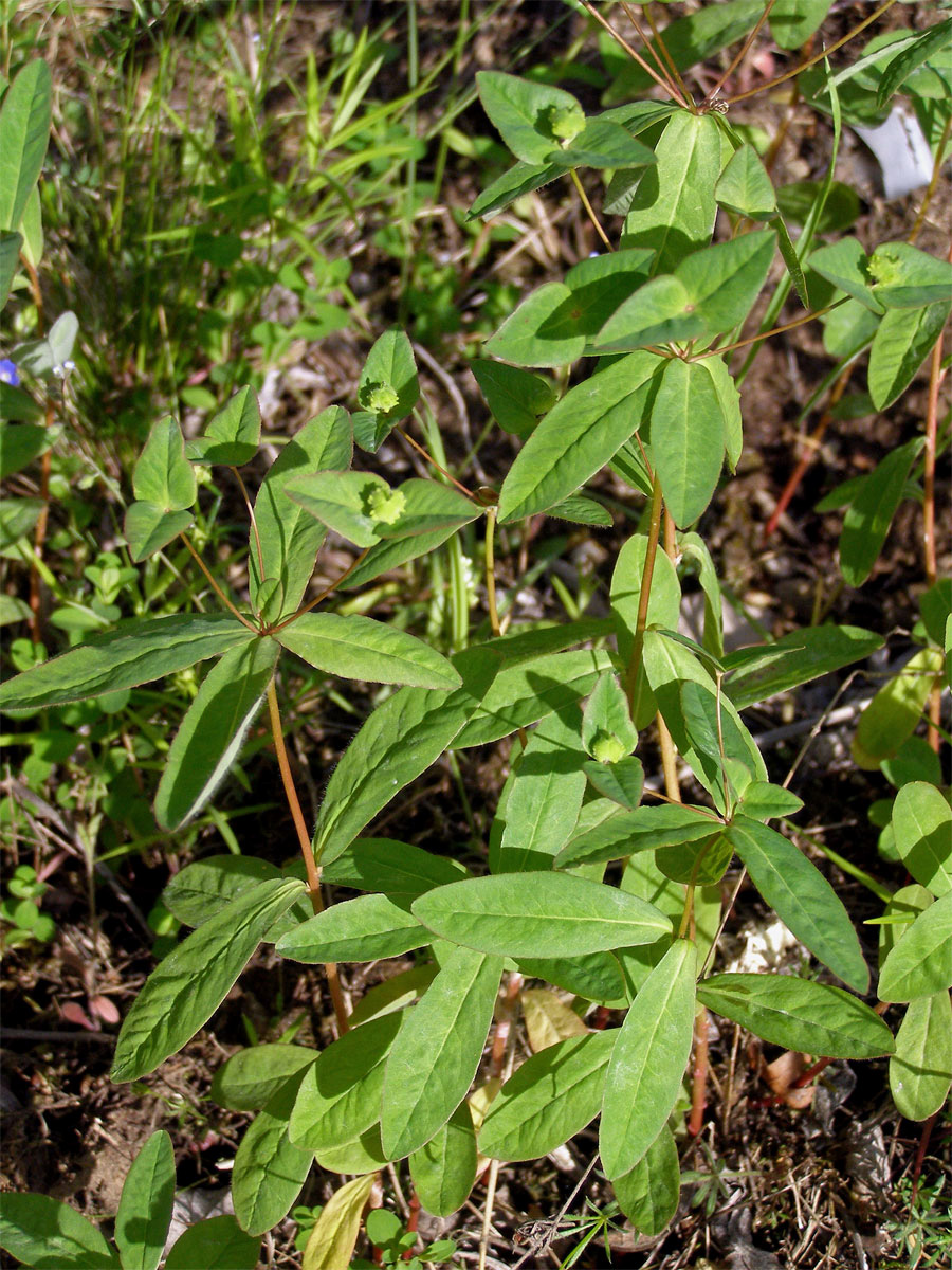 Pryšec sladký (Euphorbia dulcis L.)