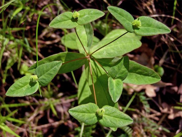 Pryšec sladký (Euphorbia dulcis L.)