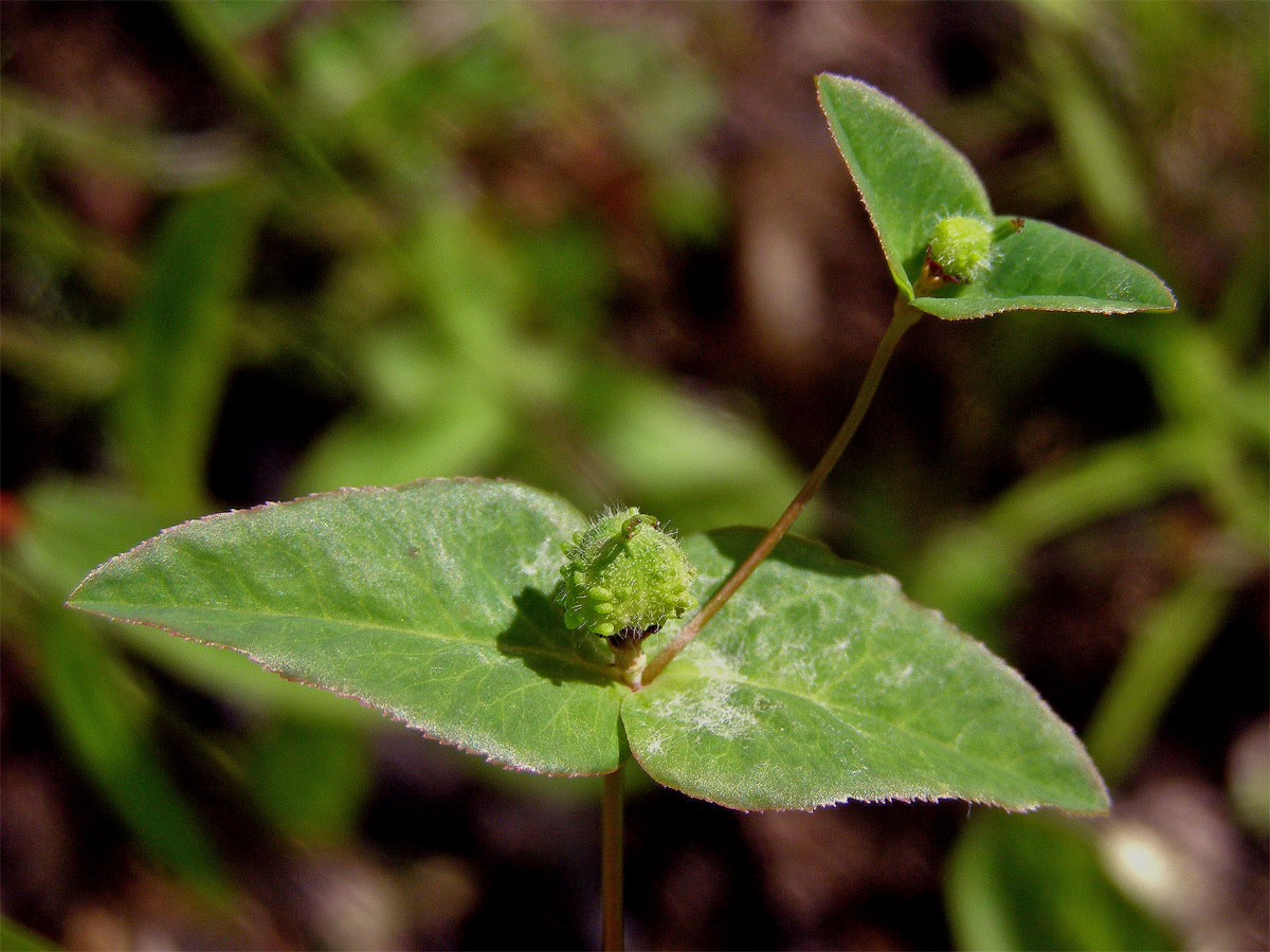 Pryšec sladký (Euphorbia dulcis L.)