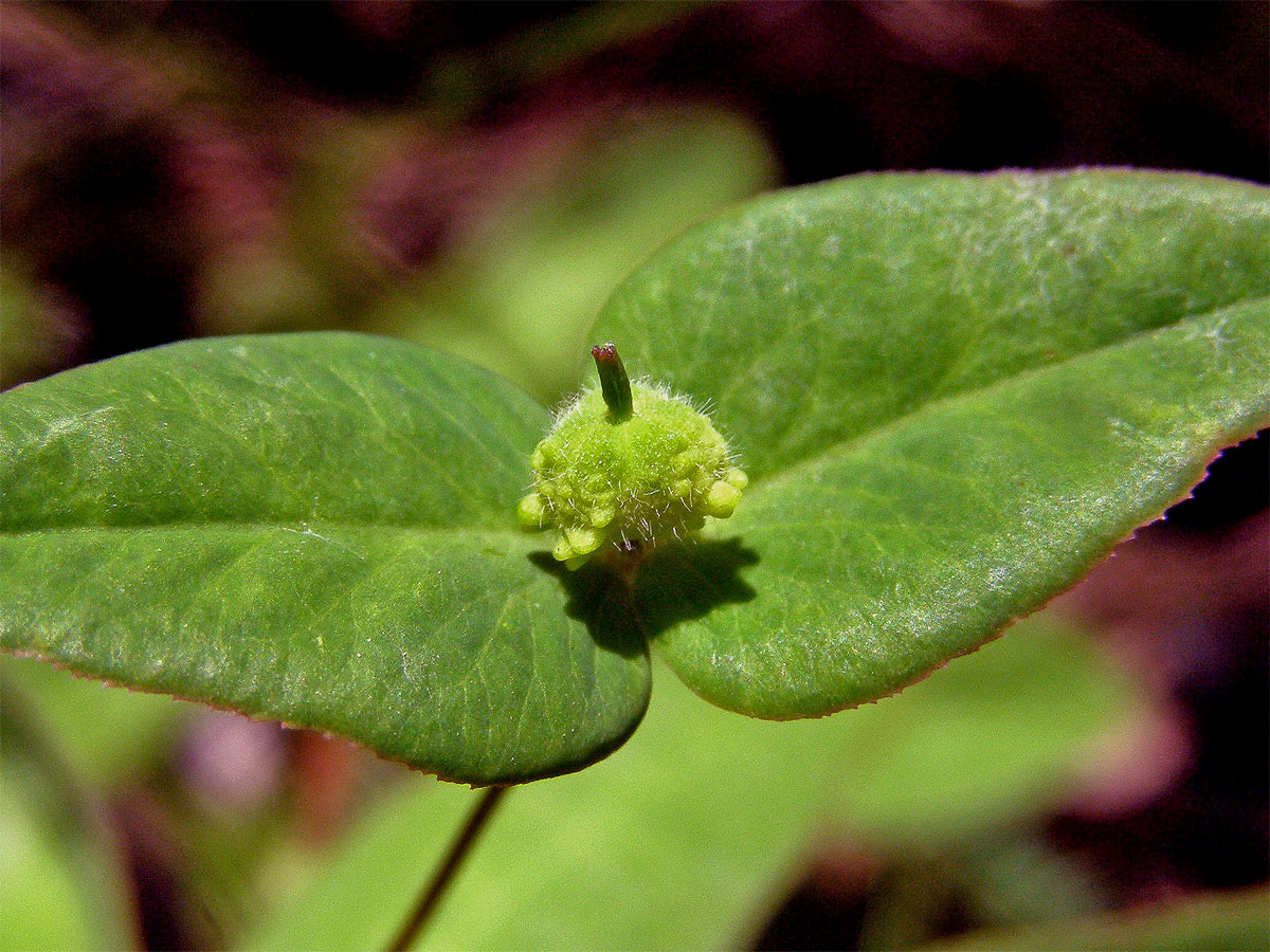 Pryšec sladký (Euphorbia dulcis L.)