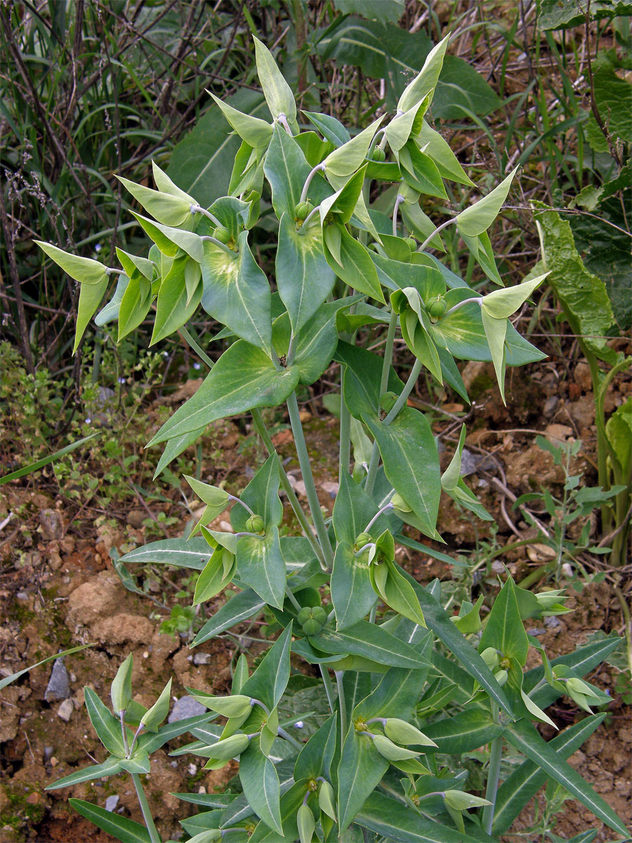 Pryšec skočcový (Euphorbia lathyris L.)