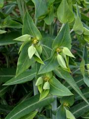 Pryšec skočcový (Euphorbia lathyris L.)