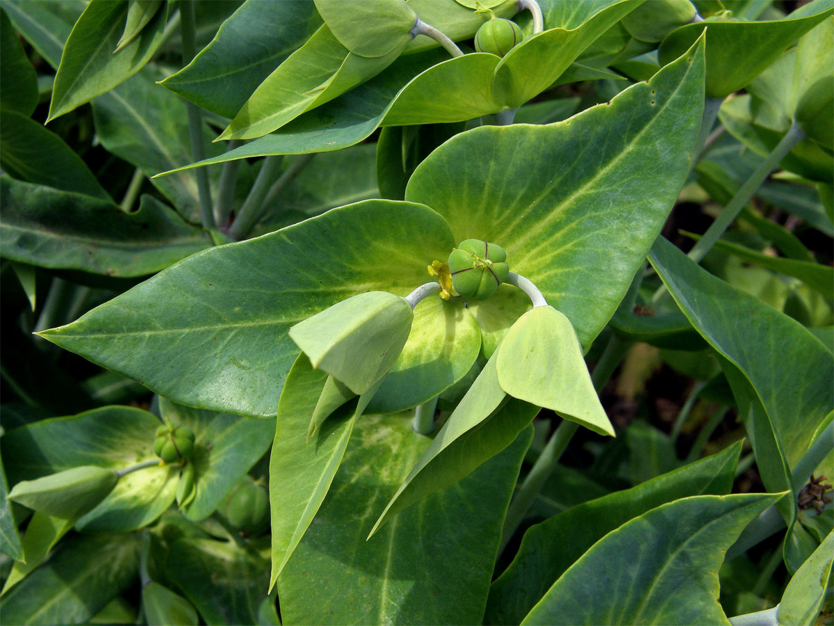 Pryšec skočcový (Euphorbia lathyris L.)