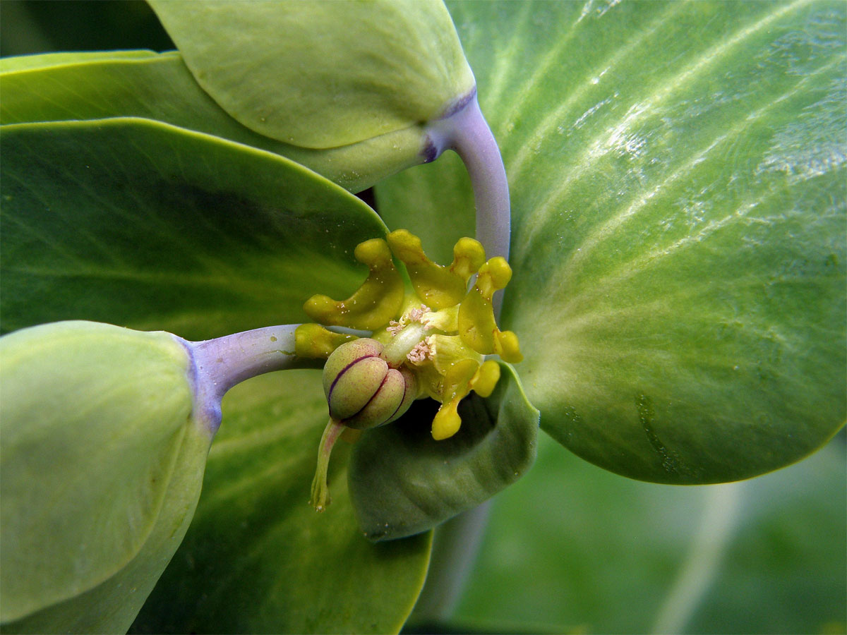 Pryšec skočcový (Euphorbia lathyris L.)