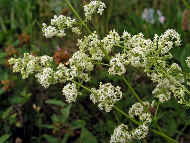 Svízel povázka (Galium mollugo L. s. str.)