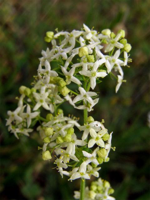 Svízel povázka (Galium mollugo L. s. str.)