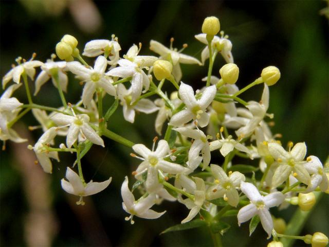 Svízel povázka (Galium mollugo L. s. str.)