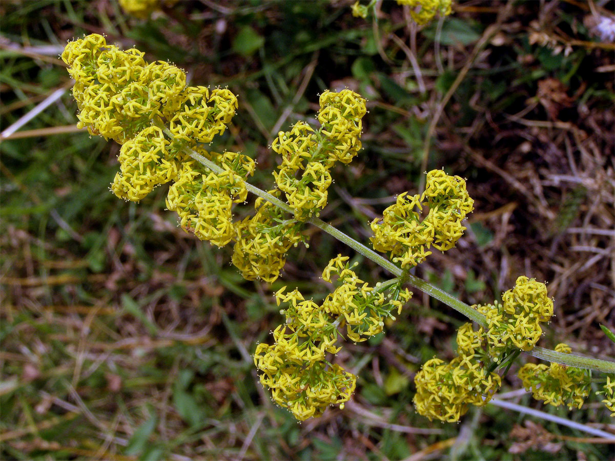 Svízel syřišťový (Galium verum L. s. str.)