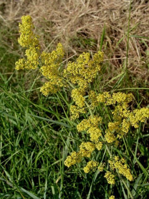 Svízel syřišťový (Galium verum L. s. str.)