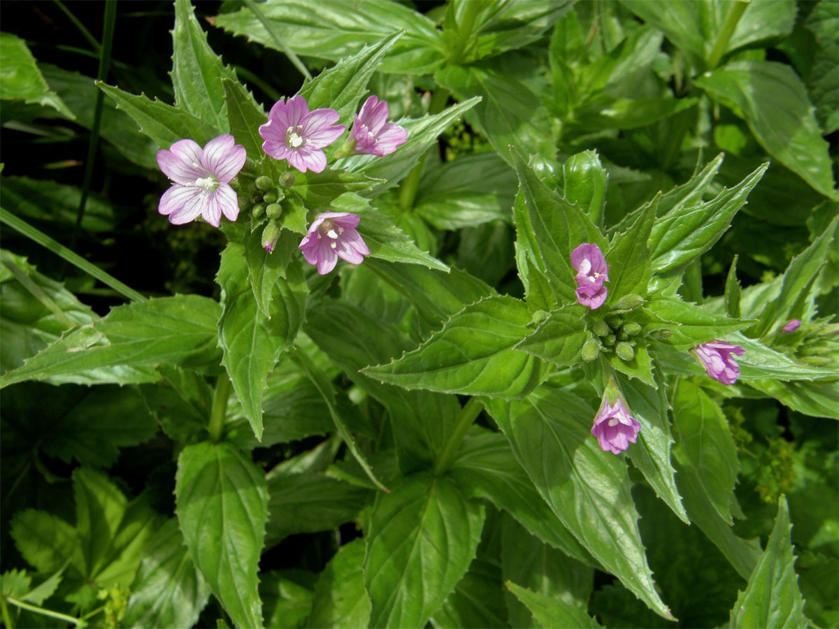 Vrbovka alpská (Epilobium alpestre (Jacq.) Krocker)