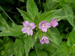 Vrbovka alpská (Epilobium alpestre (Jacq.) Krocker)