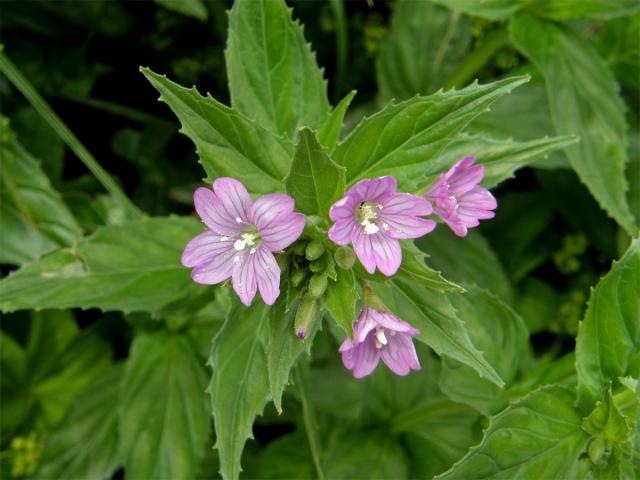 Vrbovka alpská (Epilobium alpestre (Jacq.) Krocker)