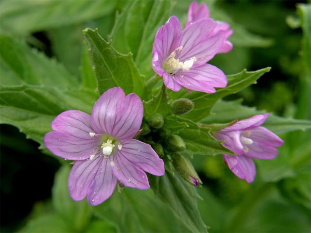 Vrbovka alpská (Epilobium alpestre (Jacq.) Krocker)