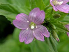 Vrbovka alpská (Epilobium alpestre (Jacq.) Krocker)