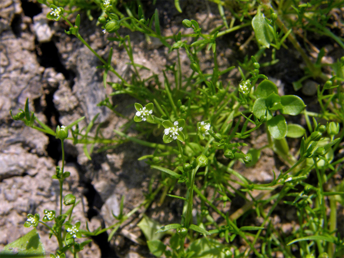 Úrazník položený (Sagina procumbens L.)