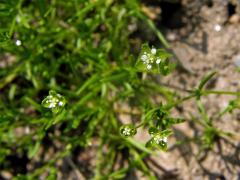 Úrazník položený (Sagina procumbens L.)