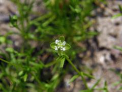 Úrazník položený (Sagina procumbens L.)