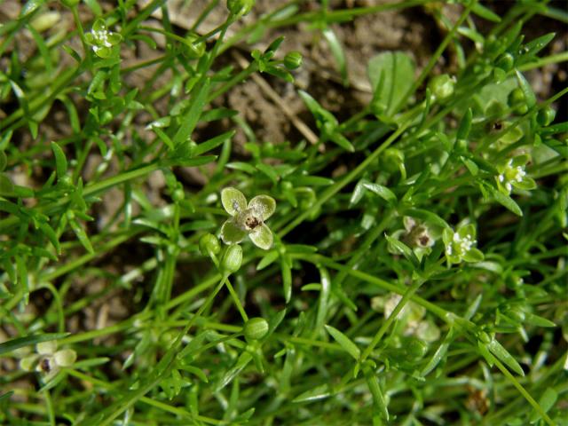 Úrazník položený (Sagina procumbens L.)