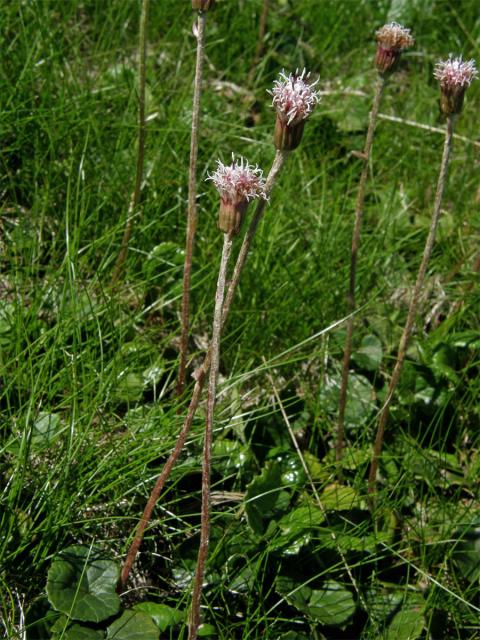 Podbělice alpská (Homogyne alpina (L.) Cass.)