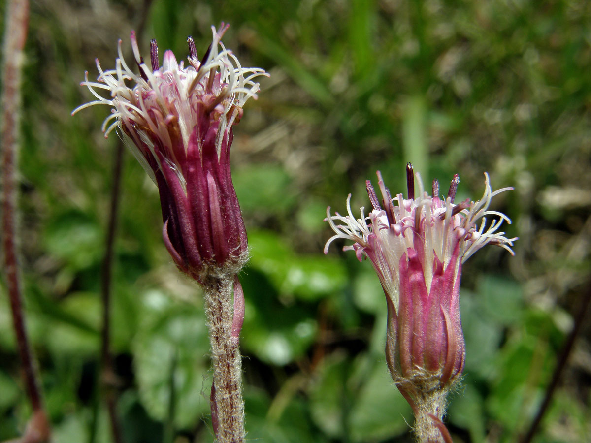 Podbělice alpská (Homogyne alpina (L.) Cass.)