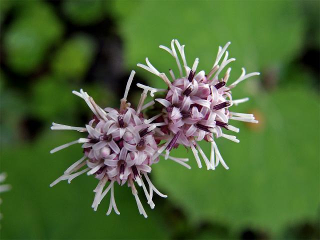 Podbělice alpská (Homogyne alpina (L.) Cass.)