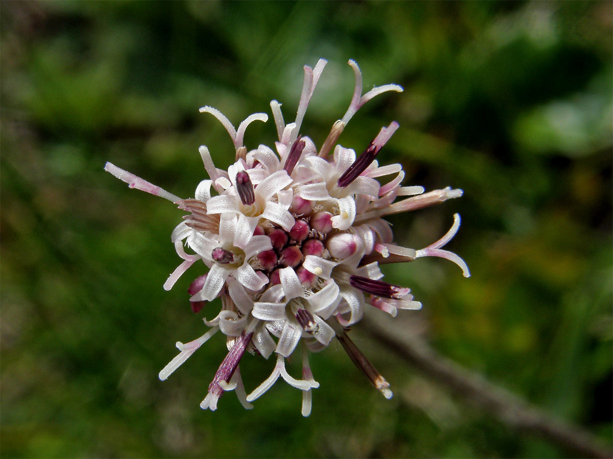 Podbělice alpská (Homogyne alpina (L.) Cass.)