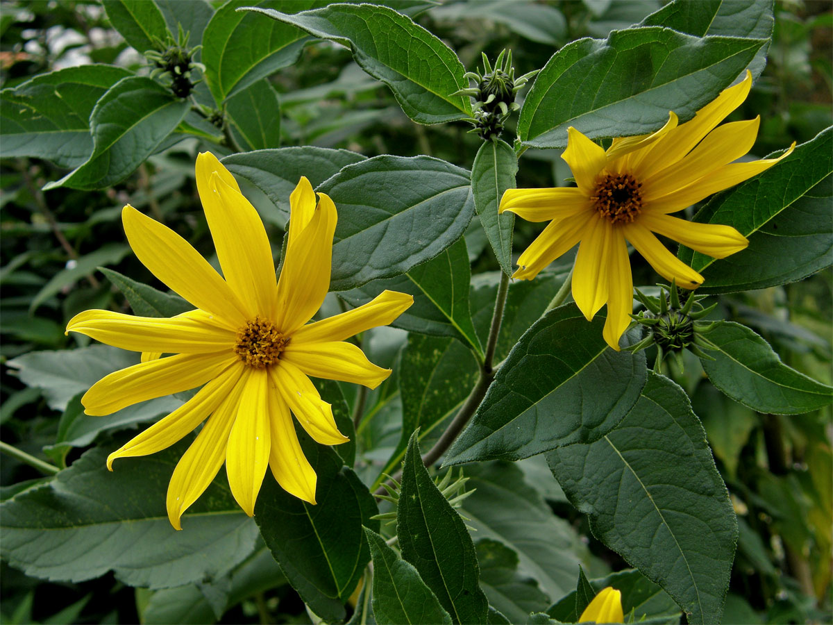 Slunečnice topinambur (Helianthus tuberosus L.)