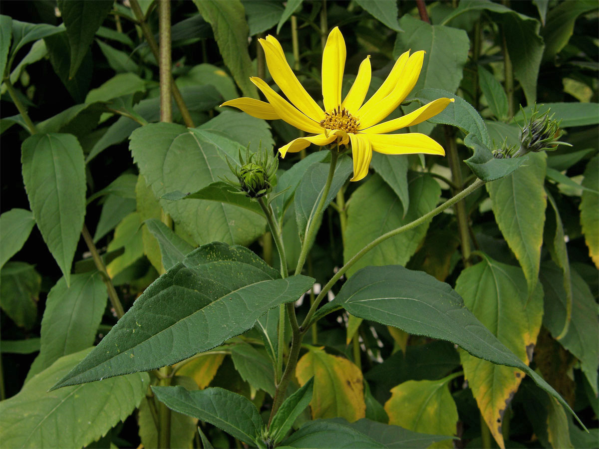 Slunečnice topinambur (Helianthus tuberosus L.)