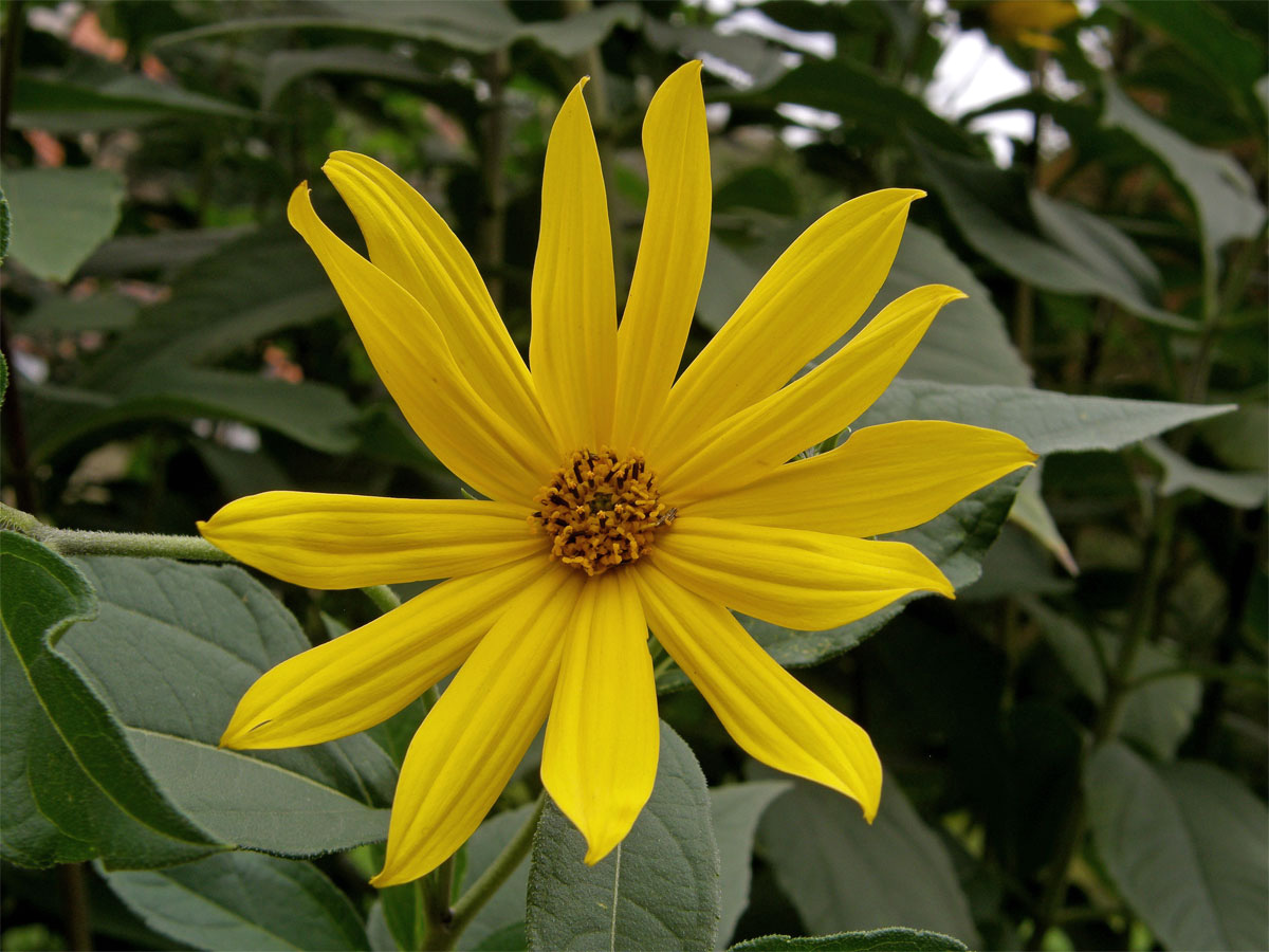 Slunečnice topinambur (Helianthus tuberosus L.)