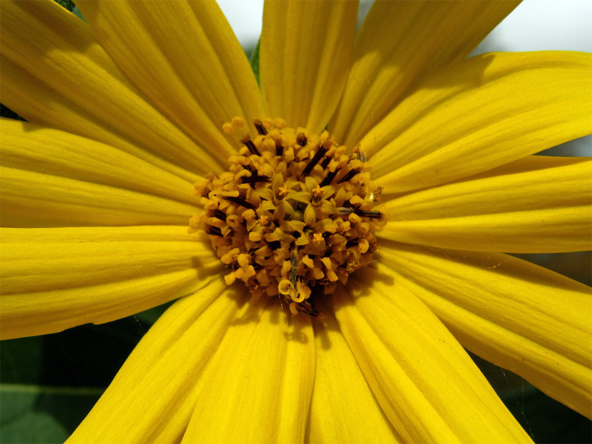 Slunečnice topinambur (Helianthus tuberosus L.)